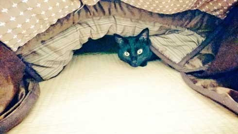 元こたつ 呆然 黒 猫 春
