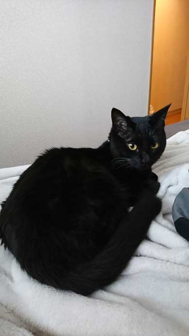 元こたつ 呆然 黒 猫 春