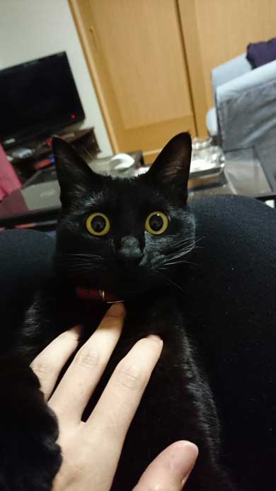 元こたつ 呆然 黒 猫 春