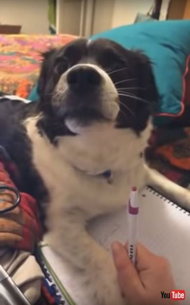 Dog Hates When Owner Tries to Do Homework