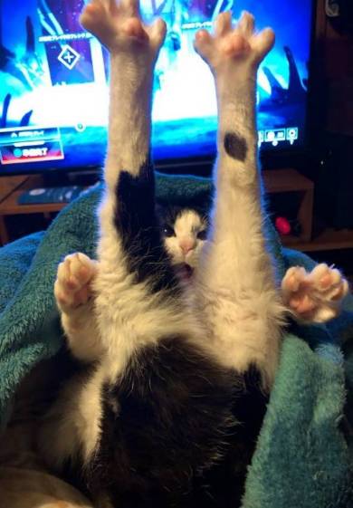 ごまさん ひざの上 ネコ