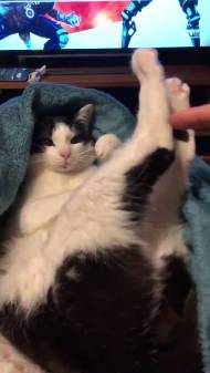 ごまさん ひざの上 ネコ