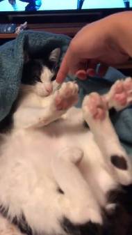 ごまさん ひざの上 ネコ