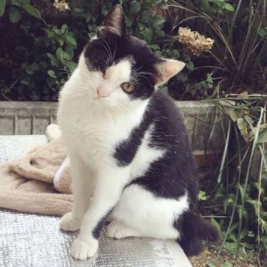 ごまさん ひざの上 ネコ