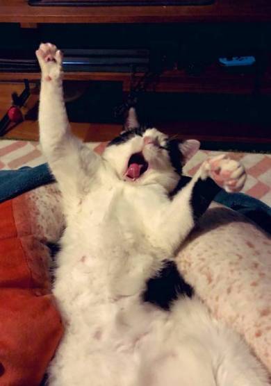 ごまさん ひざの上 ネコ