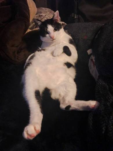 ごまさん ひざの上 ネコ