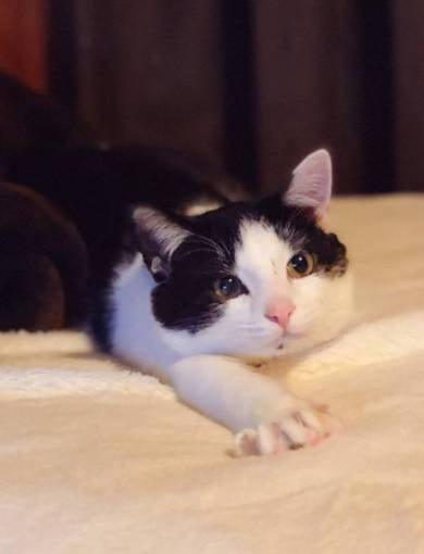 ごまさん ひざの上 ネコ