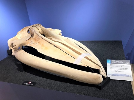 大哺乳類展2