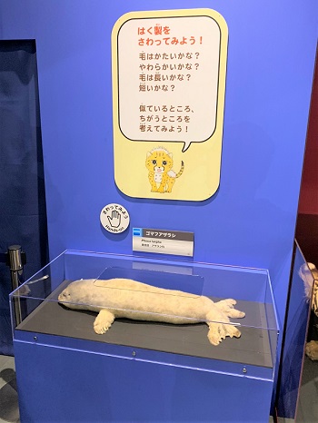 大哺乳類展2