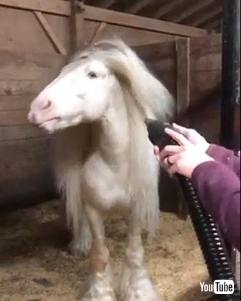 ロングヘアお馬さん