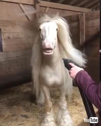 ロングヘアお馬さん