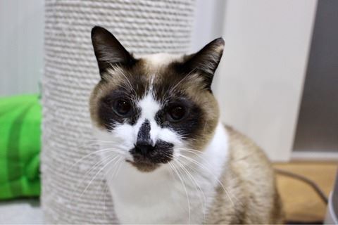 フニャコ