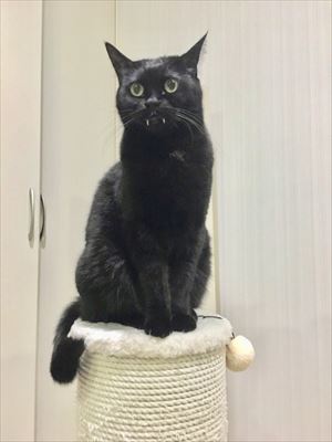 フニャコ