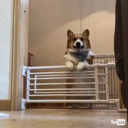 Plump Corgi