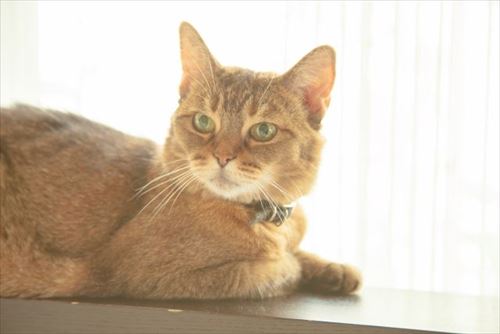 上智大学　猫の名前に関する調査