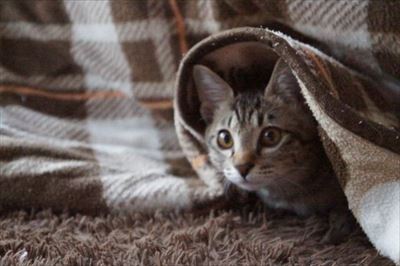 上智大学　猫の名前に関する調査