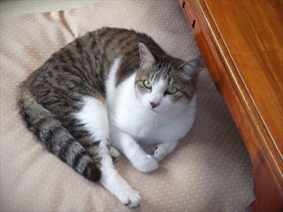 上智大学　猫の名前に関する調査