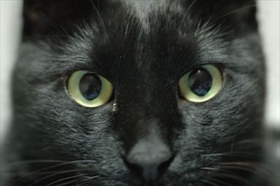 上智大学　猫の名前に関する調査