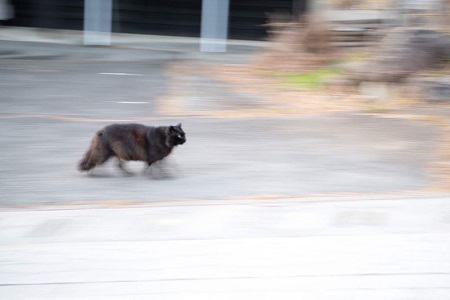 疾走感ネコややアップ
