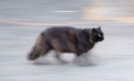 疾走感ネコややアップ