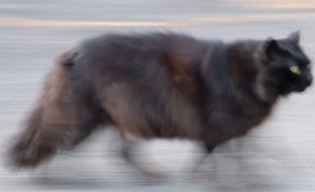 疾走感ネコドアップ