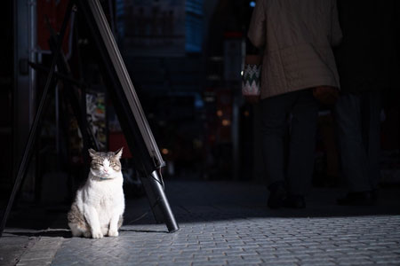 街中のネコ