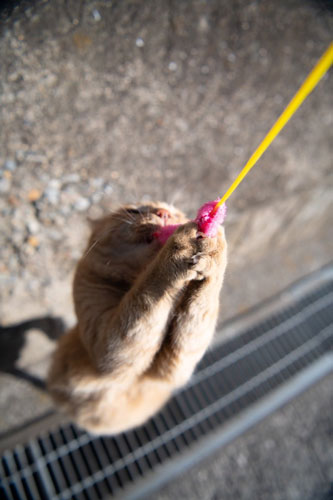 ねこじゃらしキャッチ