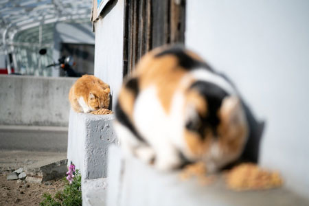 直列に並ぶネコ