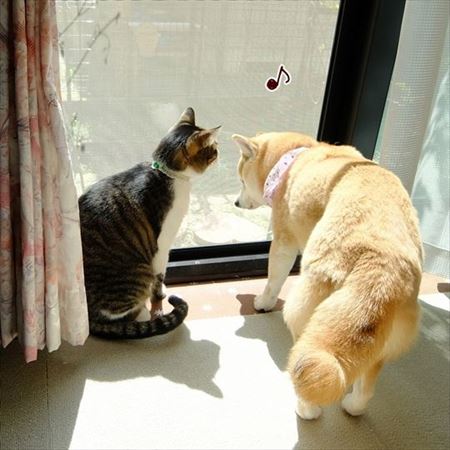 柴犬ひかりといちごと猫ミルキー