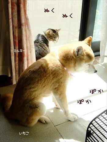 柴犬ひかりといちごと猫ミルキー