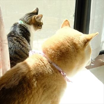 柴犬ひかりといちごと猫ミルキー