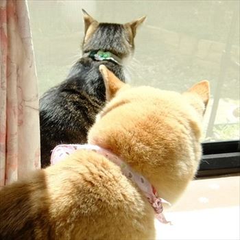 柴犬ひかりといちごと猫ミルキー