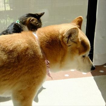 柴犬ひかりといちごと猫ミルキー