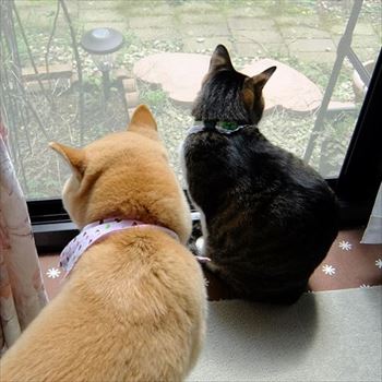 柴犬ひかりといちごと猫ミルキー