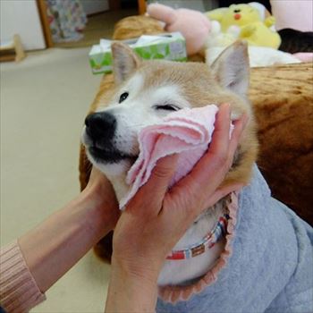 柴犬ひかりといちごと猫ミルキー