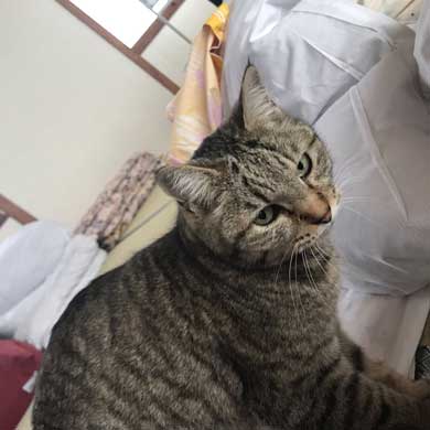 恐るべき 原稿を手助け お宿 土善旅館 猫 千葉 液タブ