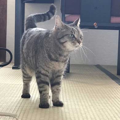 恐るべき 原稿を手助け お宿 土善旅館 猫 千葉 液タブ