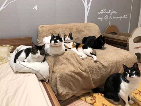 猫を飼うのをすすめない11の理由 響介 猫マスター 作曲家 エッセイ