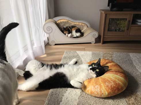 猫を飼うのをすすめない11の理由 響介 猫マスター 作曲家 エッセイ