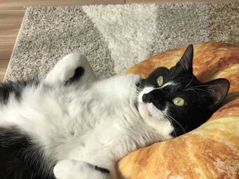 猫を飼うのをすすめない11の理由 響介 猫マスター 作曲家 エッセイ