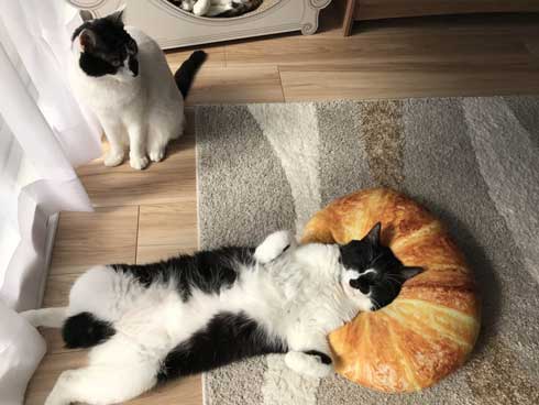 猫を飼うのをすすめない11の理由 響介 猫マスター 作曲家 エッセイ