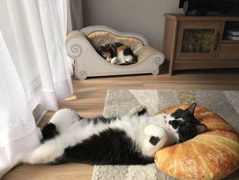 猫を飼うのをすすめない11の理由 響介 猫マスター 作曲家 エッセイ