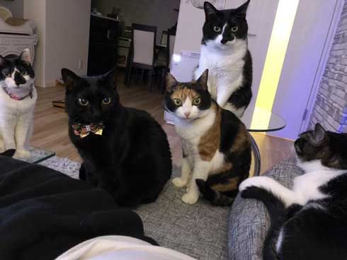 猫を飼うのをすすめない11の理由 響介 猫マスター 作曲家 エッセイ