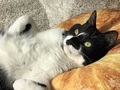 「人生の8割をもっていかれる」 “猫に飼われる覚悟”を決めた猫マスターの猫を飼うのをすすめない理由が面白い