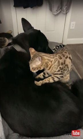 Best Buds Clean and Cuddle