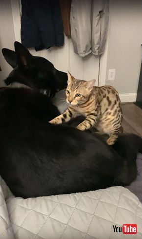 Best Buds Clean and Cuddle