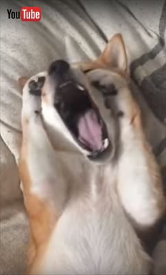 犬