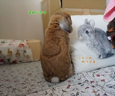 もんじももじじ