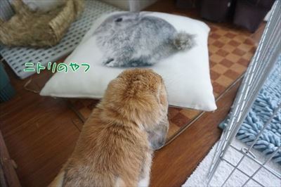 もんじももじじ