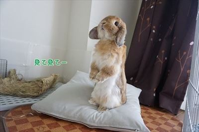 もんじももじじ